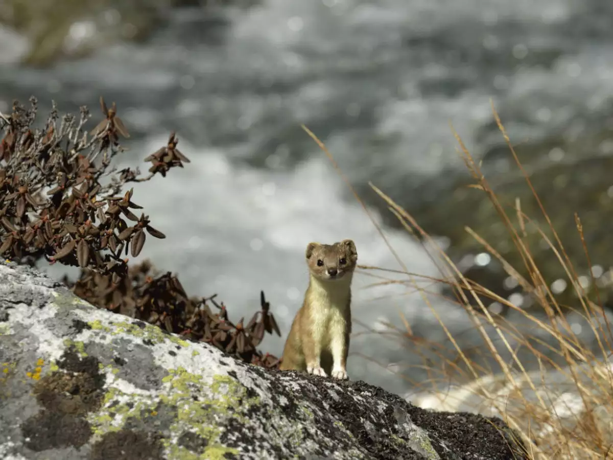 Dachigam National Park Tour
