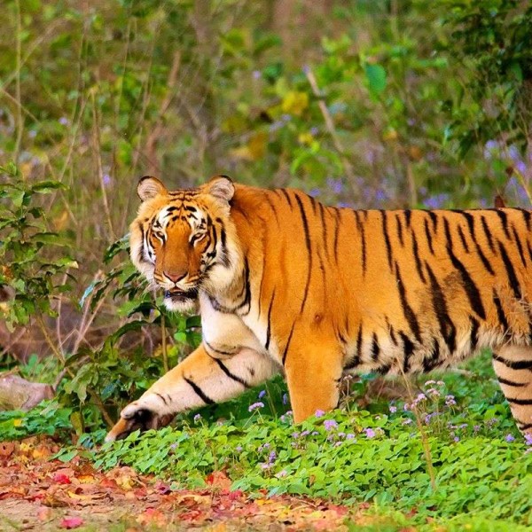 Corbett Mussoorie Nainital Tour
