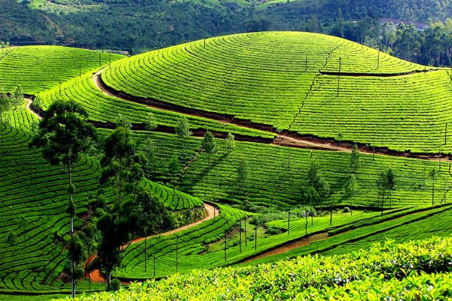 Munnar Hills Station Tour