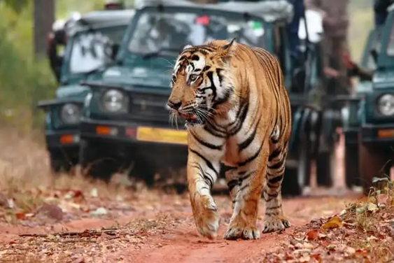 Golden Triangle Tour with Tiger