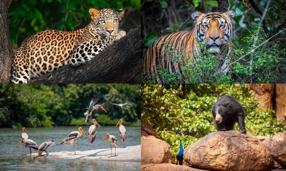 wildlife tour packages of india