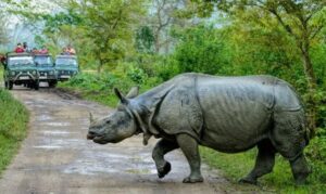 classic india wildlife tour
